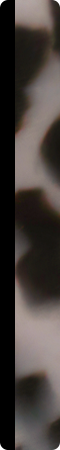 CHQ1020