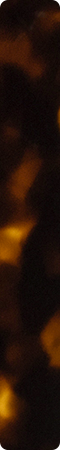 CHM528